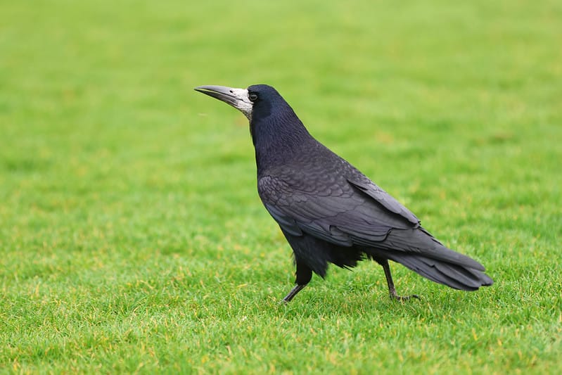 2025 Lewes FC board election results